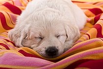 Biosphoto | 1519618 | Chien | &copy; Picani / imageBROKER / Biosphoto