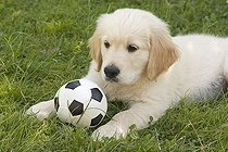 Biosphoto | 1459227 | Chien | &copy; Naturfoto-Online / imageBROKER / Biosphoto