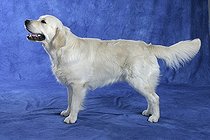 Biosphoto | 1520140 | Chien | &copy; Arco Images / Wegner Petra / imageBROKER / Biosphoto