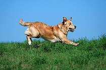 Biosphoto | 1528575 | Chien | &copy; Arco Images / Wegner Petra / imageBROKER / Biosphoto