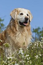 Biosphoto | 1463266 | Chien | &copy; Picani / imageBROKER / Biosphoto