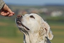 Biosphoto | 1481481 | Chien | &copy; Picani / imageBROKER / Biosphoto