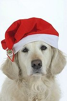 Biosphoto | 1479644 | Chien | &copy; Arco Images / Wegner Petra / imageBROKER / Biosphoto