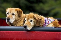 Biosphoto | 1496538 | Chien | &copy; Christian Vorhofer / imageBROKER / Biosphoto