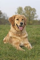 Biosphoto | 1449019 | Chien | &copy; Caroline Brinkmann / imageBROKER / Biosphoto