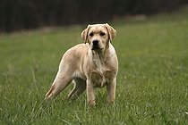 Biosphoto | 1443678 | Chien | &copy; Juergen Mueller / imageBROKER / Biosphoto
