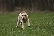 Biosphoto | 1484723 | Chien | &copy; Juergen Mueller / imageBROKER / Biosphoto