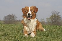 Biosphoto | 1527057 | Chien | &copy; Caroline Brinkmann / imageBROKER / Biosphoto