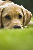 Biosphoto | 1485849 | Chien | &copy; Tor / imageBROKER / Biosphoto