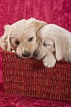 Biosphoto | 1463534 | Chien | &copy; Picani / imageBROKER / Biosphoto
