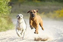 Biosphoto | 2437311 | Chiens courant, Rhodesian Ridgeback et un bâtard Briard, dans la lande de Doeberitz, Havelland, Brandebourg, Brandebourg, Allemagne | &copy; Meike Engels / imageBROKER / Biosphoto
