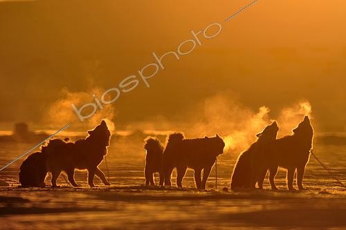Biosphoto | 2561242 | Chiens de traîneau hurlant au soleil couchant, sur la banquise du village d'Ittoqqotoormiit en hiver, Groenland | &copy; Pierre Vernay / Biosphoto