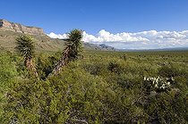 Biosphoto | 1250055 | Chihuahuhan Desert and Sacramento mountains USA | &copy; Daniel Heuclin / Biosphoto