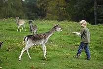Biosphoto | 1249674 | Child drawing a Fallow Deer with corn Germany | &copy; Michel Rauch / Biosphoto