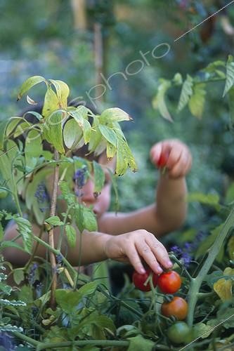 Biosphoto | 983193 | Child harvesting of Cherry tomatoes in the garden France  ;   | &copy; Alexandre Petzold / Biosphoto