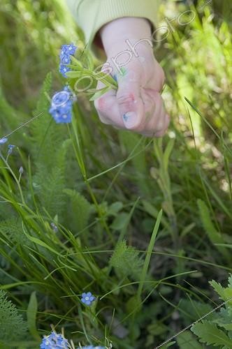 Biosphoto | 1127728 | Children picking Myosotis France | &copy; Marc Chatelain / Biosphoto