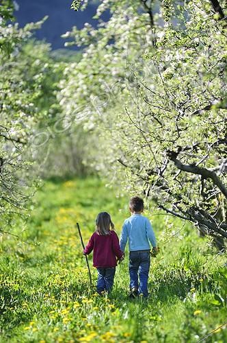 Biosphoto | 1377617 | Children walking in an orchard in the spring France ; Age: 3 and 4 years  | © Régis Domergue / Biosphoto