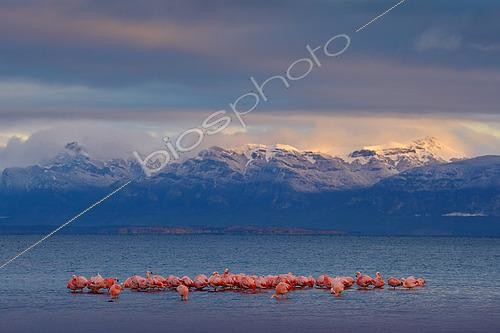 Biosphoto | 2576395 | Chilean Flamingo (Phoenicopterus chilensis) group standing in shallow water, Torres del Paine National Park, Chile | &copy; Ondrej Prosicky / BIA / Biosphoto