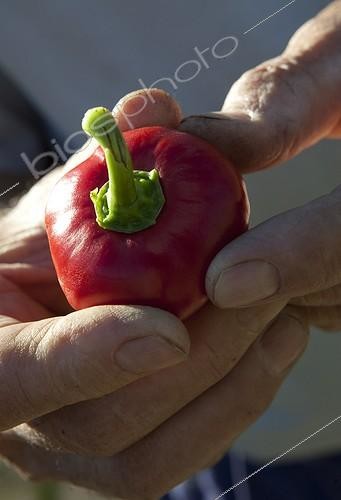 Biosphoto | 1201215 | Chilli Allotments Aygalades in Marseille France | &copy; Philippe Giraud / Biosphoto