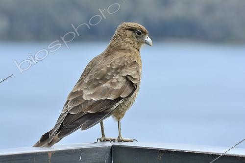 Biosphoto | 2146671 | Chimango Caracara (Milvago Chimango), San Carlos de Bariloche, Río Negro Province, Argentina | &copy; Jean-Claude Malausa / Biosphoto