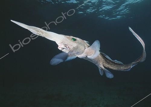 Biosphoto | 148651 | Chimère à long nez nageant dans les eaux profondes ; Chimère à long nez nageant dans les eaux profondes. Profondeur : 191 à 1290 m. Le museau a les récepteurs électriques pour détecter la proie cachée. Espèces commerciales. | &copy; Kelvin Aitken / Visual and Written - Photo Collection / Biosphoto