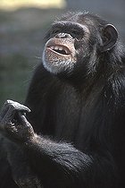 Biosphoto | 1509790 | Chimp chimpanzee Pan troglodytes | &copy; Klaus-Peter Wolf / imageBROKER / Biosphoto