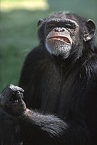 Biosphoto | 1511594 | Chimp chimpanzee Pan troglodytes | &copy; Klaus-Peter Wolf / imageBROKER / Biosphoto