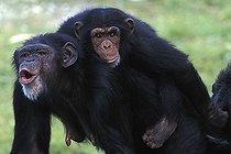 Biosphoto | 1522601 | Chimp chimpanzee Pan troglodytes | &copy; Klaus-Peter Wolf / imageBROKER / Biosphoto