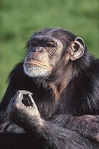 Biosphoto | 1524886 | Chimp chimpanzee Pan troglodytes | &copy; Klaus-Peter Wolf / imageBROKER / Biosphoto