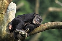 Biosphoto | 1526584 | Chimpanzee, (pan troglodytes) | &copy; Andreas Rose / imageBROKER / Biosphoto