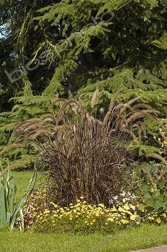 Biosphoto | 365599 | Chinese fountaingrass and flower massif in a garden | &copy; NouN / Biosphoto