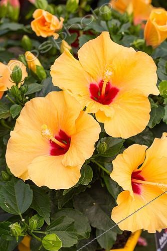 Biosphoto | 2083950 | Chinese hibiscus, Provence, France | &copy; Philippe Giraud / Biosgarden / Biosphoto