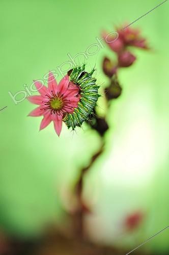 Biosphoto | 2009633 | Chinese Moon Moth caterpillar on Sempervivum flower - France | &copy; Robin Fourré / Biosphoto