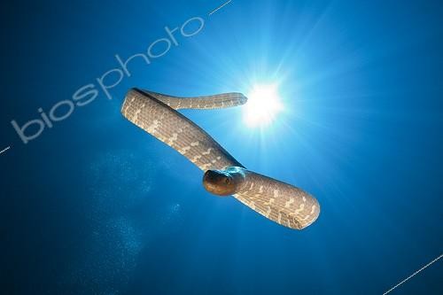 Biosphoto | 2032685 | Chinese Sea Snake swimming - Kai Islands Moluccas | &copy; Reinhard Dirscherl / Biosphoto