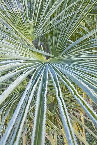 Biosphoto | 962088 | Chinese windmill palm under hoarfrost in a kitchen garden | &copy; Hervé Lenain / Biosphoto
