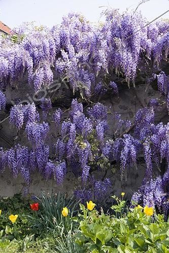 Biosphoto | 1275380 | Chinese wisteria against garden wall, April | &copy; Lamontagne / Biosphoto