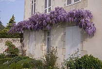 Biosphoto | 455835 | Chinese Wisteria on wall and Moutan Peony  in April France | &copy; NouN / Biosphoto