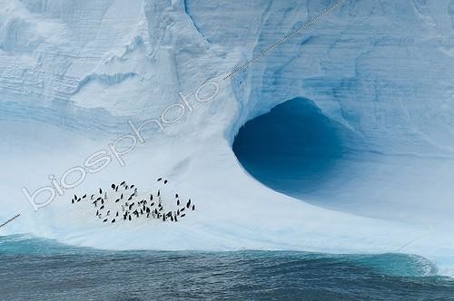 Biosphoto | 2046729 | Chinstrap penguins on iceberg - Antarctica Weddell Sea | &copy; Gérard Bodineau / Biosphoto