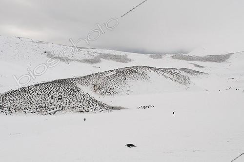 Biosphoto | 2046731 | Chinstrap penguins on snow - Shetland du Sud | &copy; Gérard Bodineau / Biosphoto