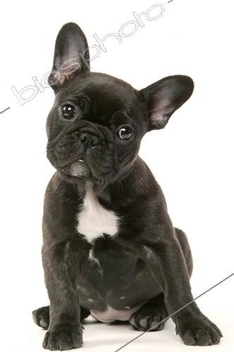 Biosphoto | 10981 | Chiot Bouledogue français assis Studio ; agé de 2 mois | &copy; Jean-Michel Labat / Biosphoto