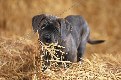 Biosphoto | 2561068 | Chiot Cane Corso avec de la paille dans la gueule | &copy; Eric Guilloret / Biosphoto