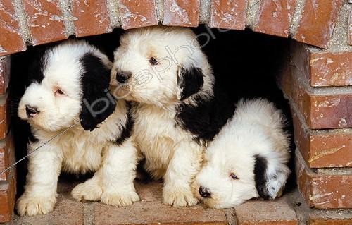 Biosphoto | 1959505 | Chiots Bobtail cachés sous la cheminée | &copy; Gérard Lacz / Biosphoto