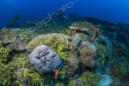 Biosphoto | 2605999 | Chira Gourd reef off Sada. Resilient coral reef weakened by the 2024 bleaching event, Mayotte | &copy; Gabriel Barathieu / Biosphoto