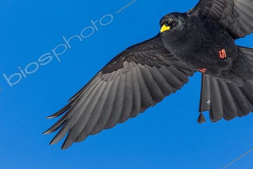 Biosphoto | 2088956 | Chocard à bec jaune (Pyrrhocorax graculus) en vol sur fond de ciel bleu, Alpes, Valais, Suisse | &copy; Christian Fosserat / Biosphoto