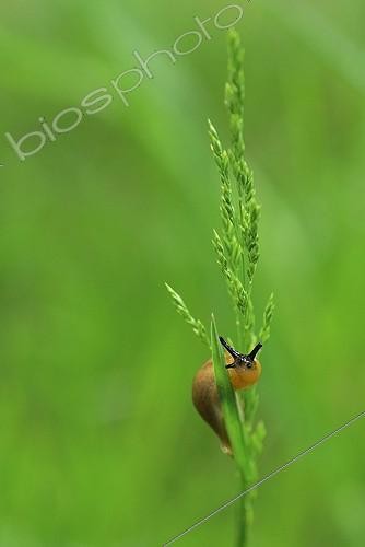 Biosphoto | 1419500 | Chocolate arion on a grass at the edge of the Allier River | &copy; Monique Morin / Biosphoto