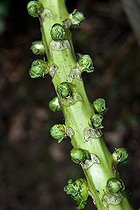 Biosphoto | 2575239 | Chou de Bruxelles (Brassica oleracea gemmifera), formation des petits choux sur la tige, Sarthe, France | &copy; Michel Gile / Biosphoto