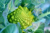 Biosphoto | 2498188 | Chou Romanesco (Brassica oleracea) 'Romanesco' au potager, Magalas Hérault France | &copy; Thierry Le Quay / Biosphoto