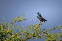 Biosphoto | 2601890 | Choucador à épaulettes rouges (Lamprotornis nitens), Etosha national Park, Namibie, Afrique | &copy; Alain Roux / Biosphoto