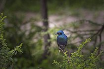 Biosphoto | 2601792 | Choucador à oreillons bleus (Lamprotornis chalybaeus) sur une branche, Namibie, Afrique | &copy; Alain Roux / Biosphoto