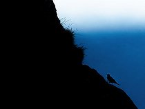 Biosphoto | 2587952 | Choucas des Alpes (Pyrrhocorax graculus) marchant à l'aube sur un rocher, Alpes, Autriche. | &copy; Ervin Horesnyík / Biosphoto